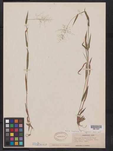 Panicum lanuginosum