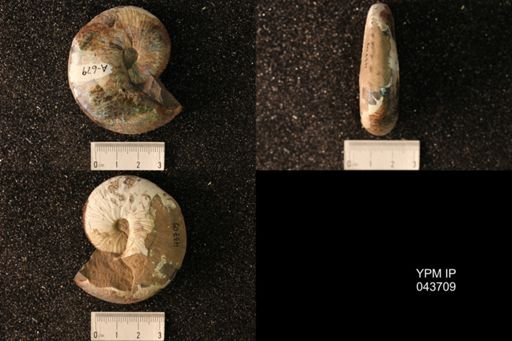 Hoploscaphites nicolletii