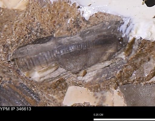 undet. Mollusca