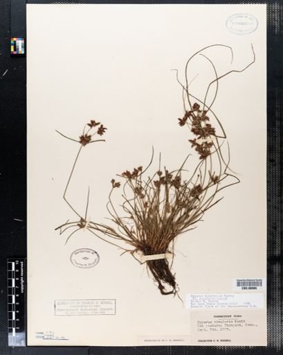 Cyperus bipartitus