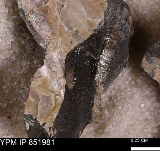 undet. Bivalvia