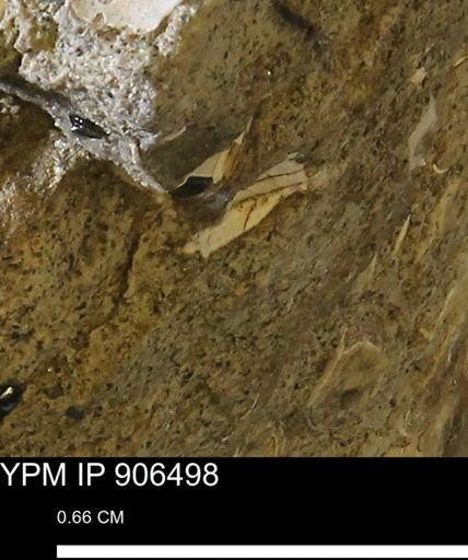 undet. Mollusca