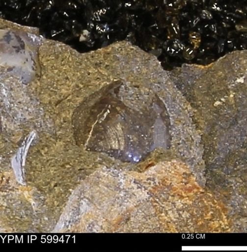 Protocardia subquadrata