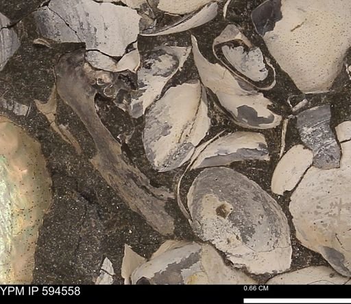 Protocardia sp.