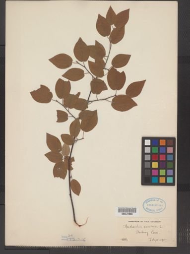 Amelanchier canadensis