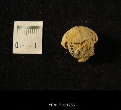 Euphemites sp.