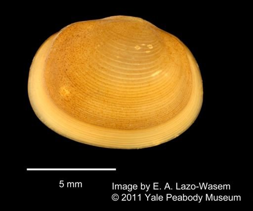 Sphaerium sulcatum
