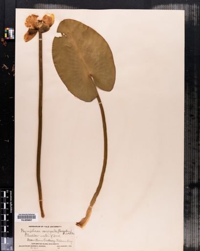 Nuphar