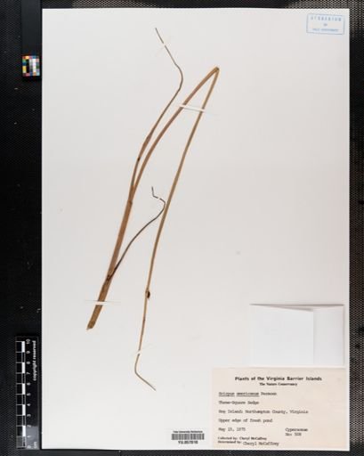 Scirpus americanus