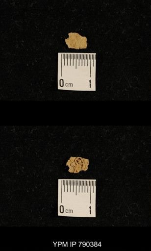 undet. Brachiopoda