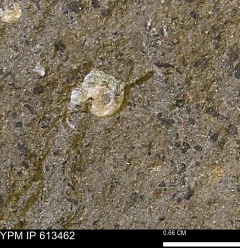 Scaphites sp.
