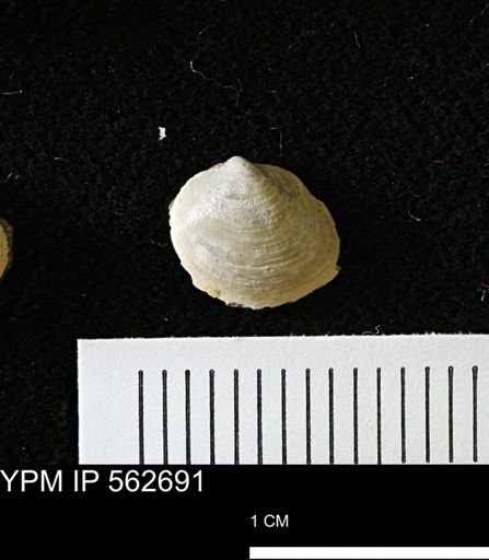 Limopsis striatopunctatus