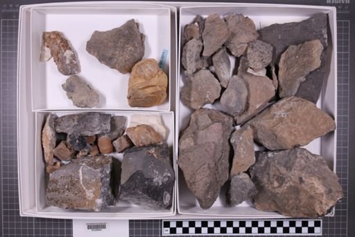mixed taxa, stratigraphic collection