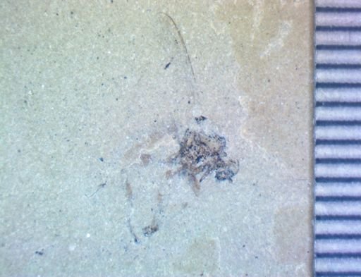 undet. Hexapoda