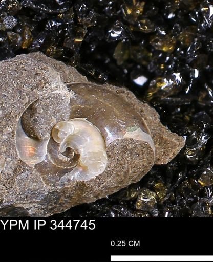 undet. Ammonoidea
