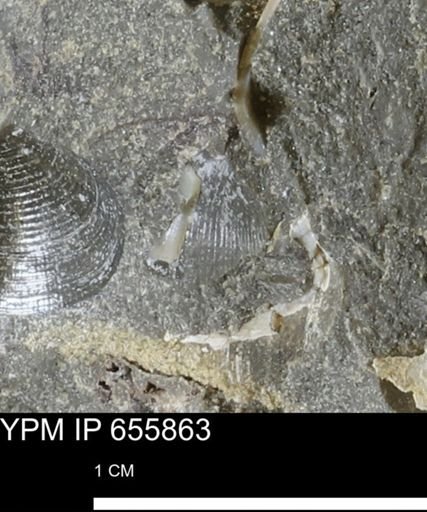 undet. Mollusca