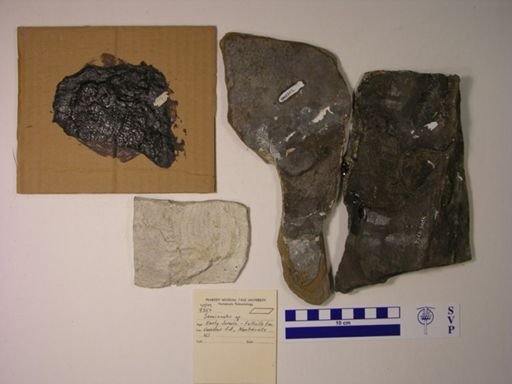 Semionotus sp.