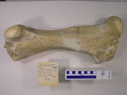Teleoceras fossiger