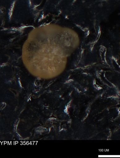 undet. Foraminiferida