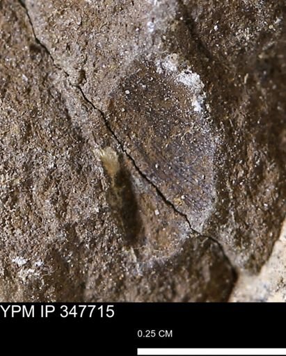 undet. Bivalvia