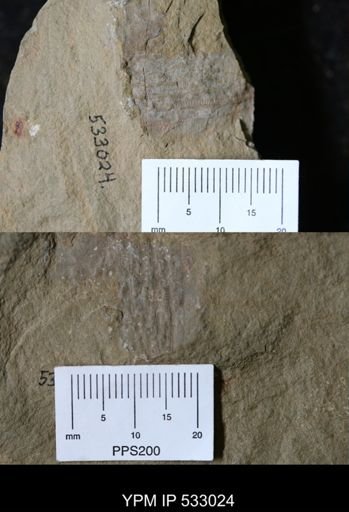 undet. Arthropoda
