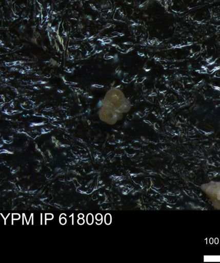 undet. Rugoglobigerinidae