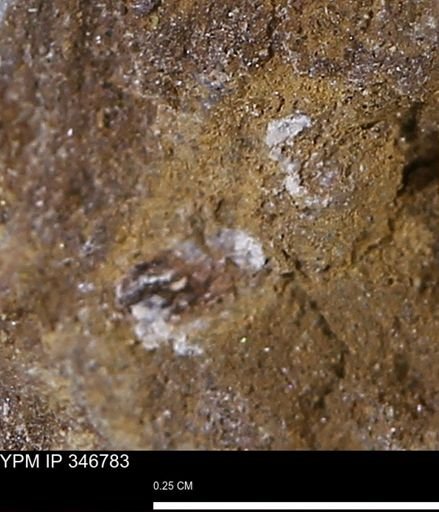 undet. Mollusca