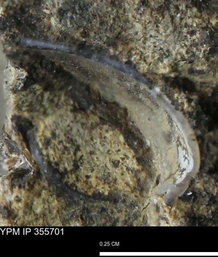 undet. Bivalvia
