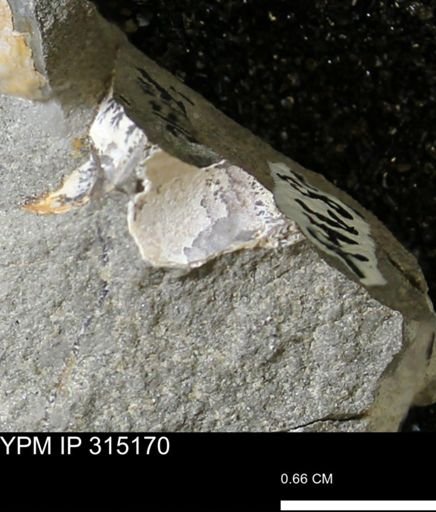 undet. Bivalvia