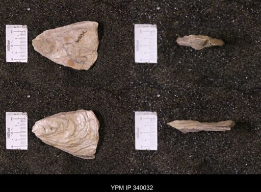 Ostrea glabra wyomingensis