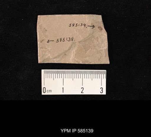 undet. Mordellidae