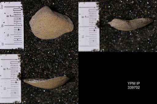 Mactra warreniana