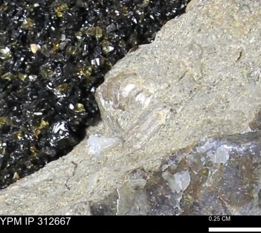 undet. Ammonoidea