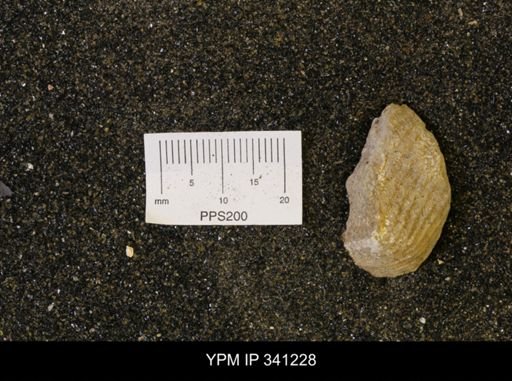 undet. Scaphitidae