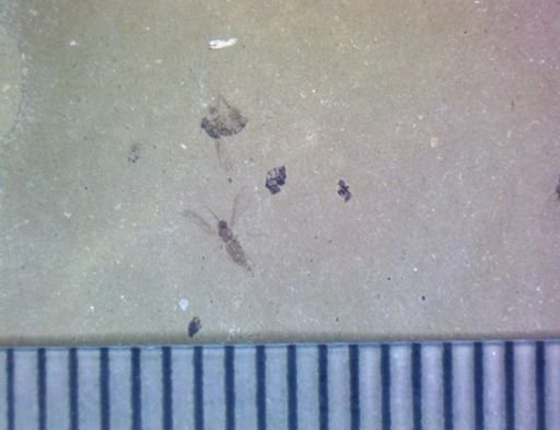 undet. Diptera