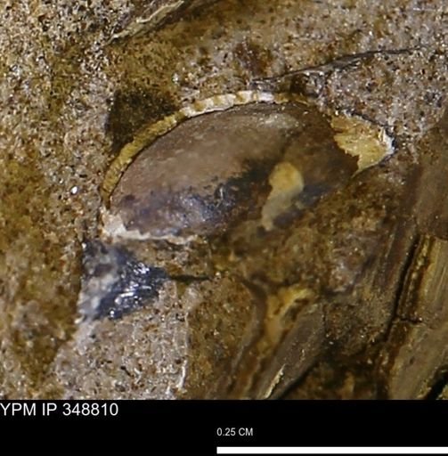 undet. Bivalvia