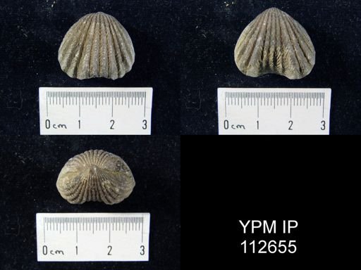 Rhynchotrema capax