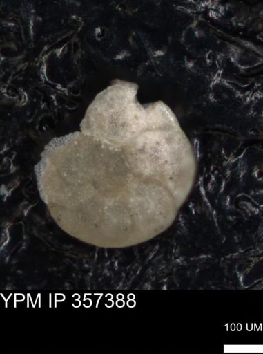 undet. Foraminiferida