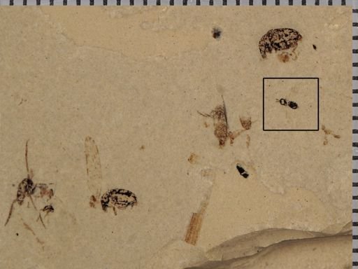 undet. Hymenoptera