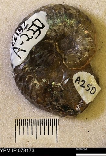 Hoploscaphites nicolletii