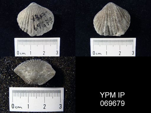 Rhynchotrema perlamellosum