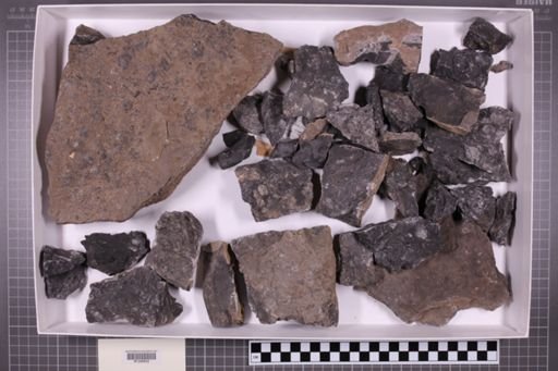 mixed taxa, stratigraphic collection