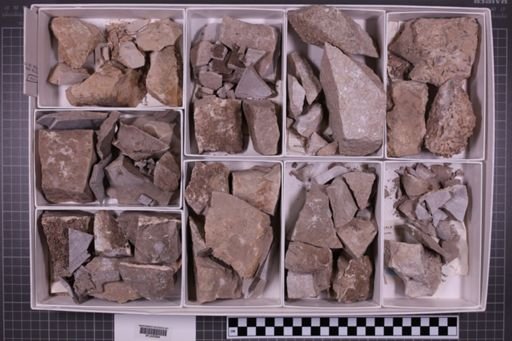 mixed taxa, stratigraphic collection