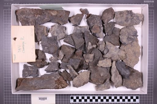 mixed taxa, stratigraphic collection