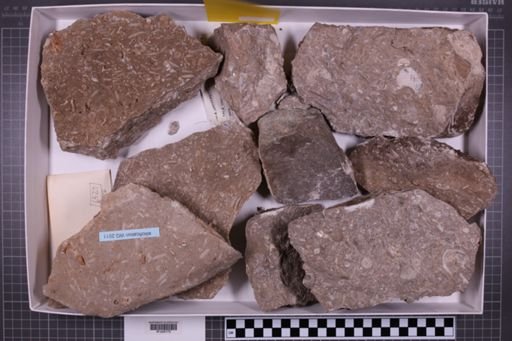 mixed taxa, stratigraphic collection