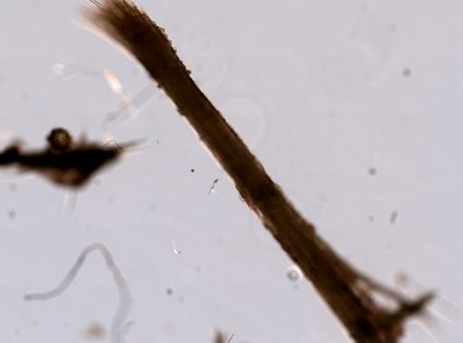 Cladorhiza