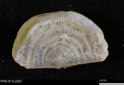 Leptaena rhomboidalis