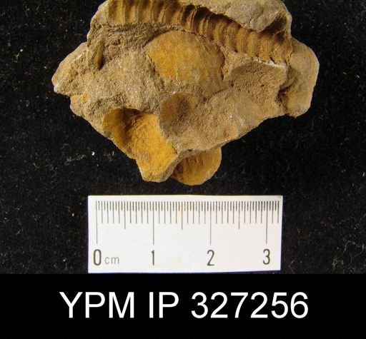 Productella lachrymosa