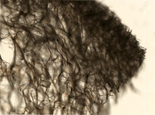 Halichondria