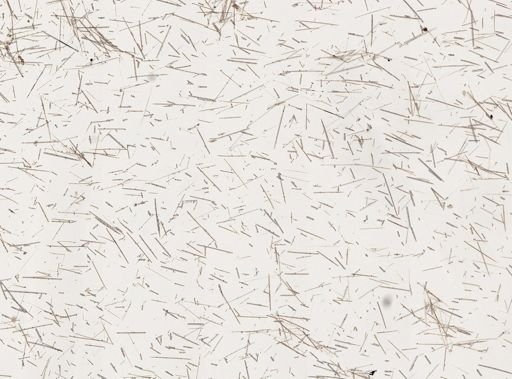 Clathria juniperina